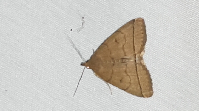 Herminia tarsipennalis  - Melchior Viallet