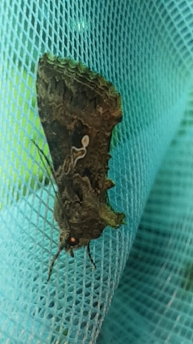 Trichoplusia ni  - Melchior Viallet