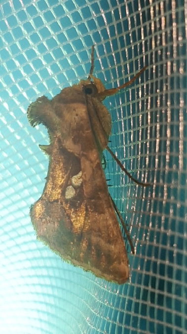 Chrysodeixis chalcites  - Melchior Viallet