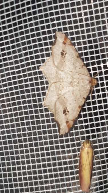 Philobie alternée  - Melchior Viallet