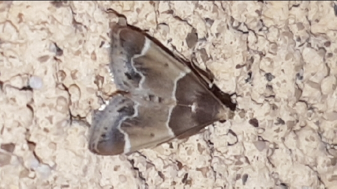 Pyrale de la farine  - Melchior Viallet