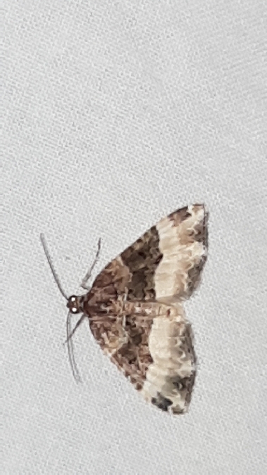 Euphyia unangulata  - Melchior Viallet