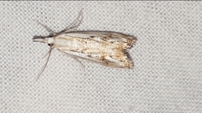 Catoptria falsella  - Melchior Viallet