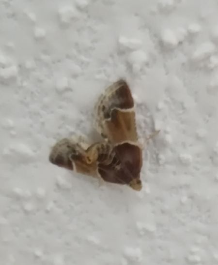 Pyralis farinalis  - Thomas Lux