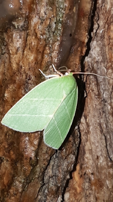 Bena bicolorana  - Melchior Viallet