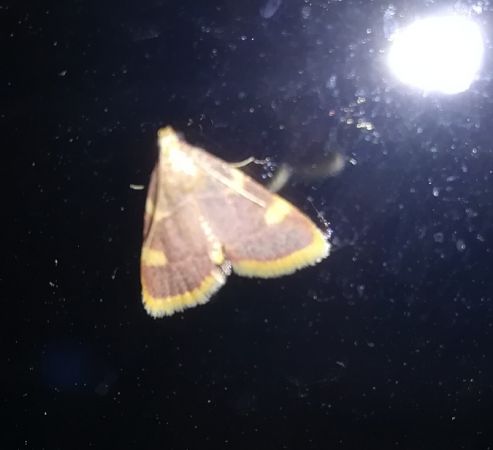 Hypsopygia costalis  - Thomas Lux