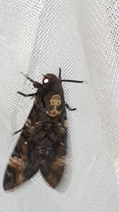 Sphinx tête de mort  - Melchior Viallet