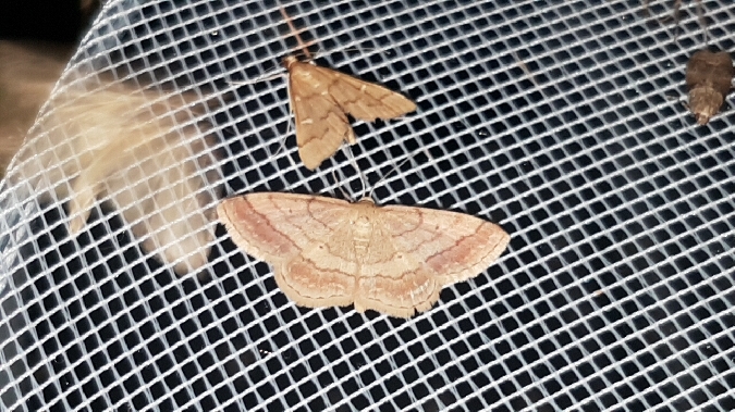 Acidalie rousse  - Melchior Viallet