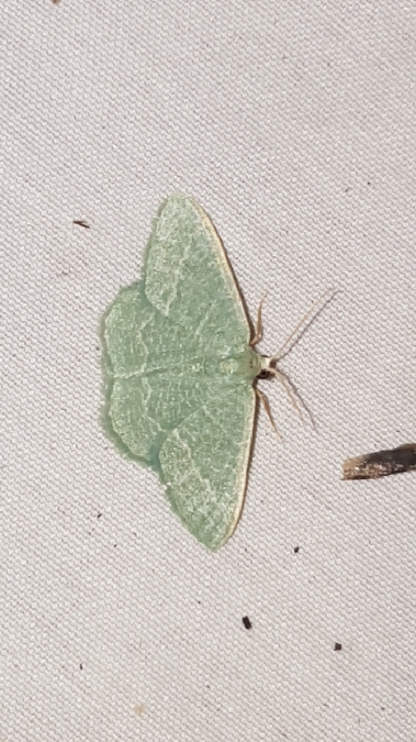 Phalène verte des ombellifères  - Melchior Viallet
