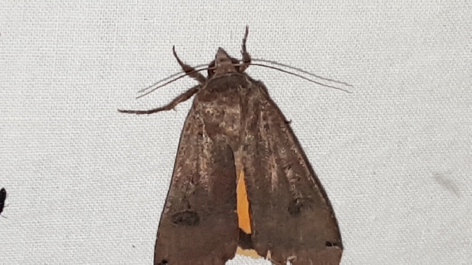 Hibou  - Melchior Viallet