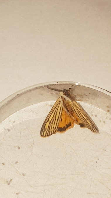 Ecaille striée  - Melchior Viallet