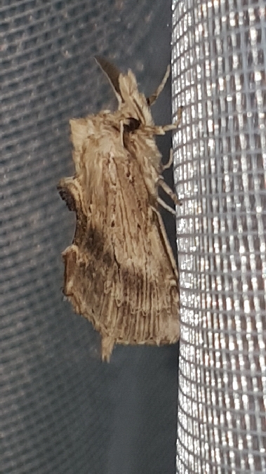 Museau  - Melchior Viallet