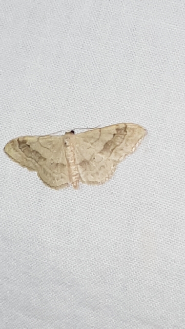 Impolie  - Melchior Viallet