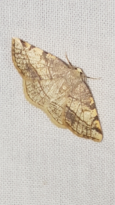 Stegania trimaculata  - Melchior Viallet