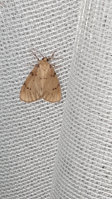 Paidia rica  - Melchior Viallet