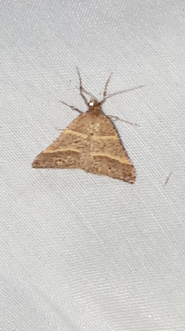 Petrophora narbonea  - Melchior Viallet