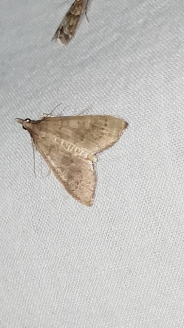 Mecyna asinalis  - Melchior Viallet
