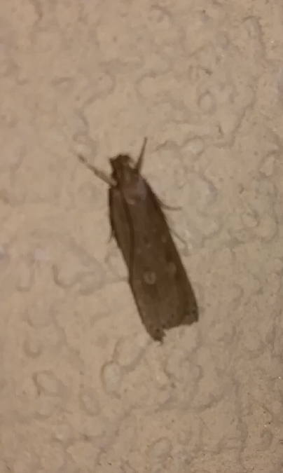 Helcystogramma triannulella  - Thomas Lux