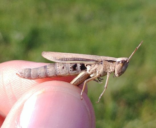 Lesser Marsh Grasshopper 