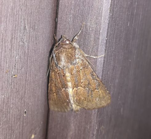 Noctuelle cythérée  - Thomas Lux