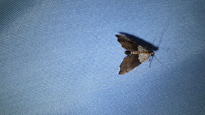 Agrotera nemoralis  - Melchior Viallet