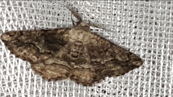 Synopsia sociaria  - Melchior Viallet