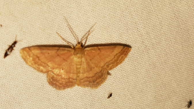 Acidalie rousse  - Melchior Viallet