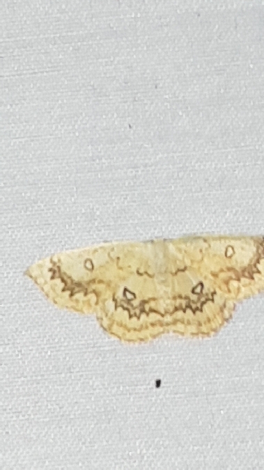 Cyclophora annularia  - Melchior Viallet