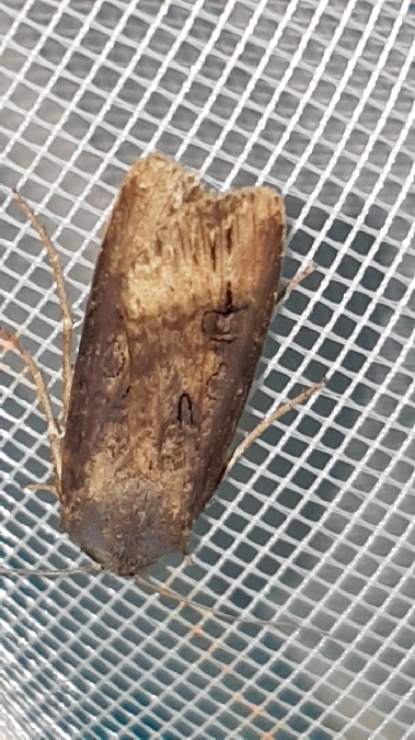 Noctuelle baignée  - Melchior Viallet