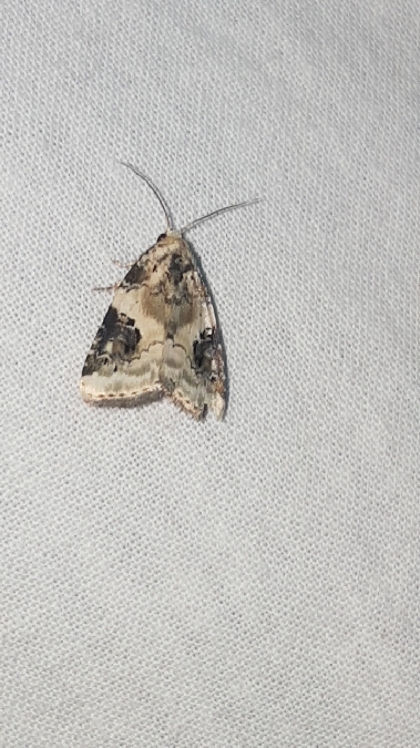 Pseudeustrotia candidula  - Melchior Viallet