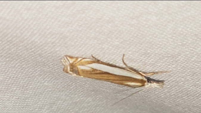 Crambus des pâturages  - Melchior Viallet