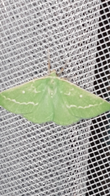 Emeraude  - Melchior Viallet