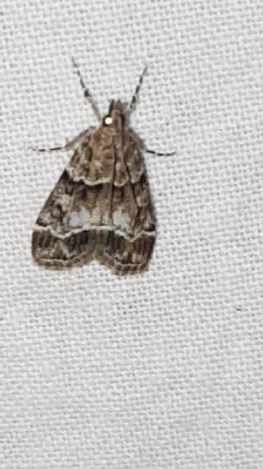 Eudonia mercurella  - Melchior Viallet