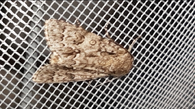Acronicta auricoma  - Melchior Viallet