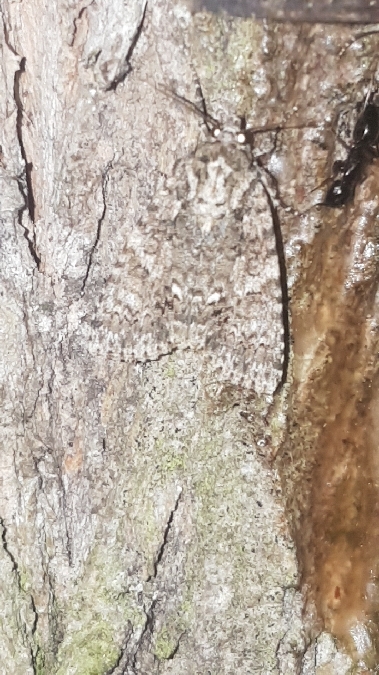 Noctuelle de la patience  - Melchior Viallet