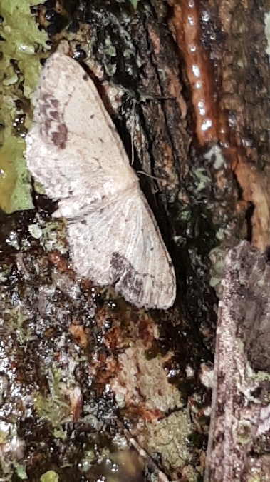 Acidalie écussonnée  - Melchior Viallet