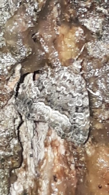 Albule  - Melchior Viallet