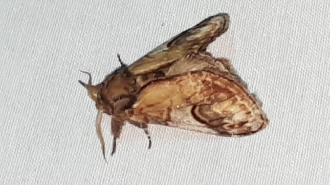 Bois-veiné  - Melchior Viallet