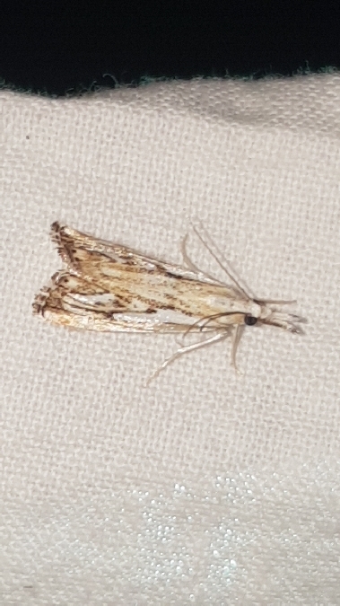 Catoptria falsella  - Melchior Viallet
