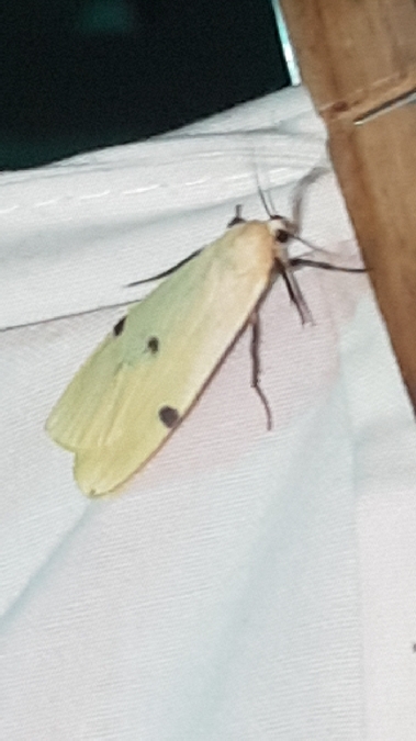 Lithosie quadrille  - Melchior Viallet