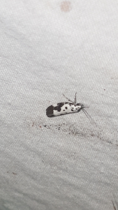 Ethmia quadrillella  - Melchior Viallet