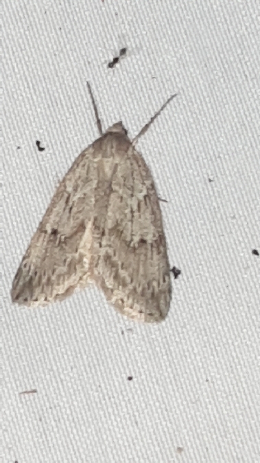 Pachycnemia hippocastanaria  - Melchior Viallet