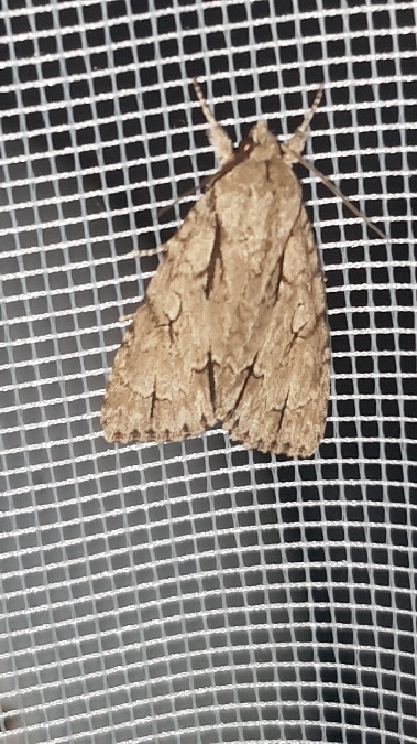 Acronicta tridens / psi  - Melchior Viallet