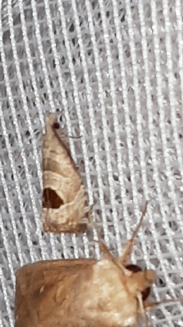 Notocelia uddmanniana  - Melchior Viallet