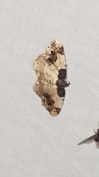 Phalène du fusain  - Melchior Viallet