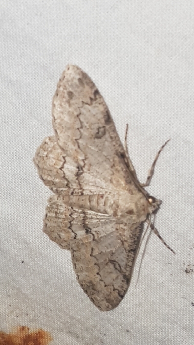 Ascotis selenaria  - Melchior Viallet