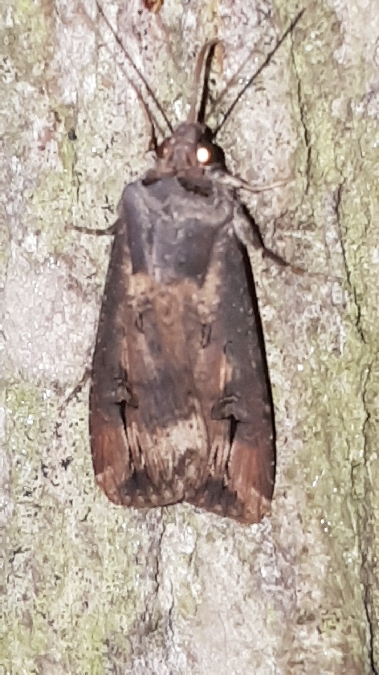 Noctuelle baignée  - Melchior Viallet