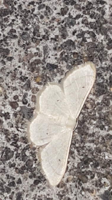 Idaea straminata  - Melchior Viallet