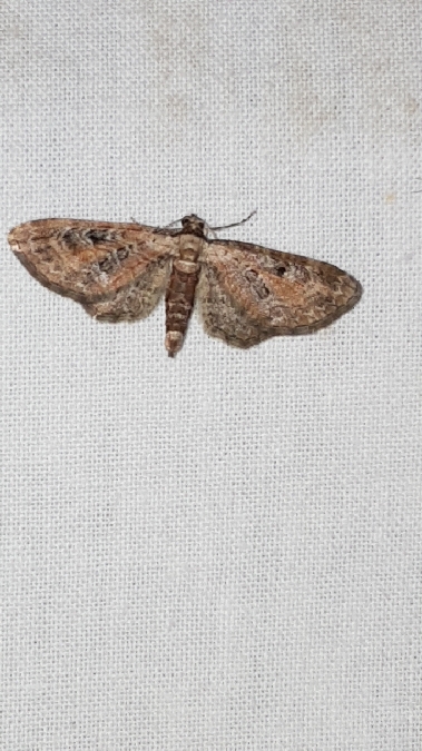 Eupithecia icterata  - Melchior Viallet