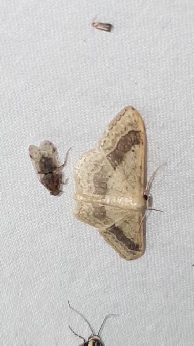 Impolie  - Melchior Viallet